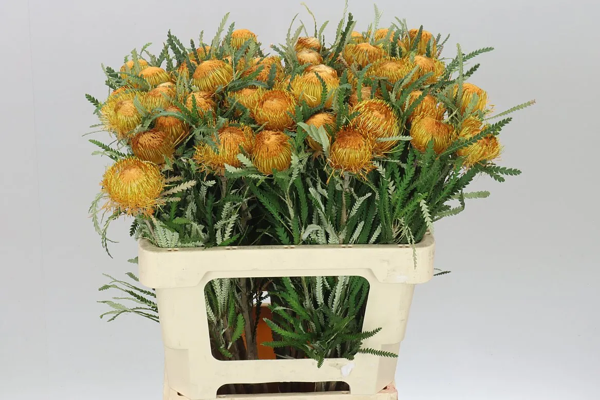 Dryandra Formosa • 60 cm