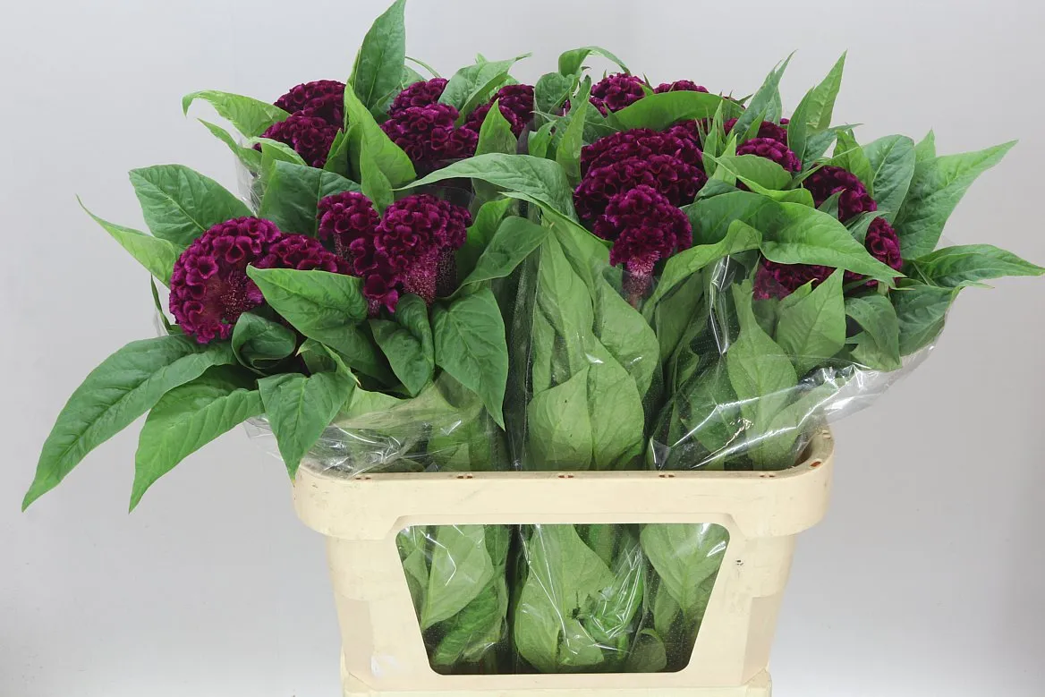 Celosia C Purple Mystic • 80 cm