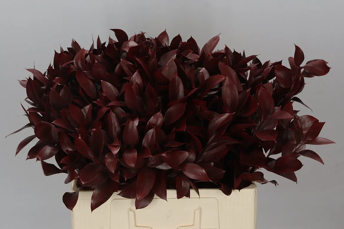 Ruskus farbený Burgundy • 60 cm