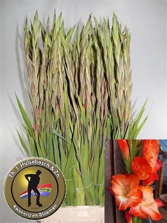 Gladiola Stormy • 115 cm