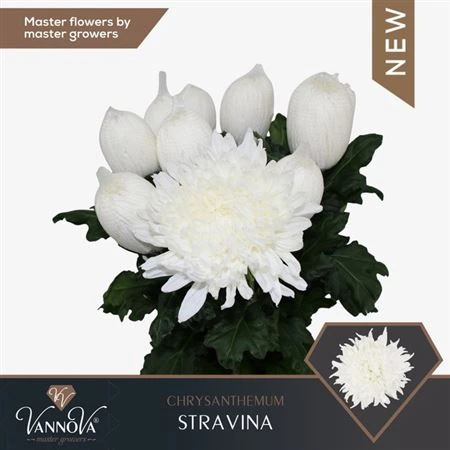 Chryzantéma veľkokvetá Stravina • 70 cm