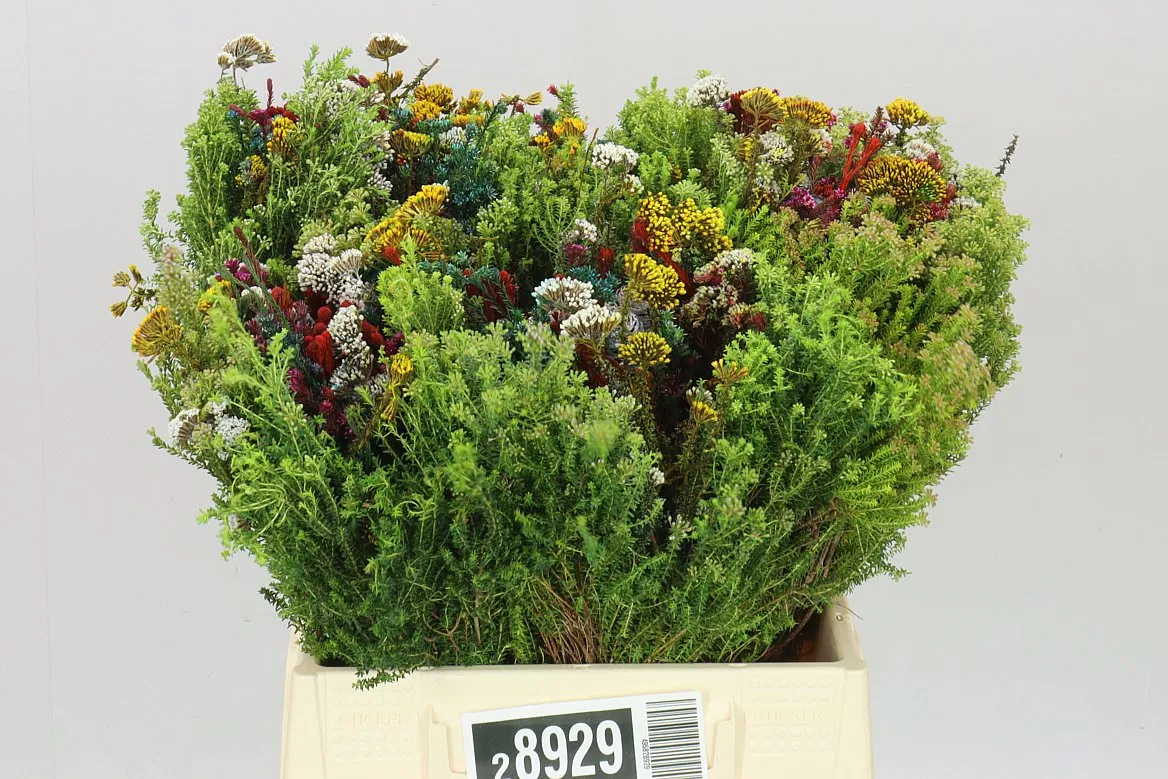 Bq Mandarin • 40 cm