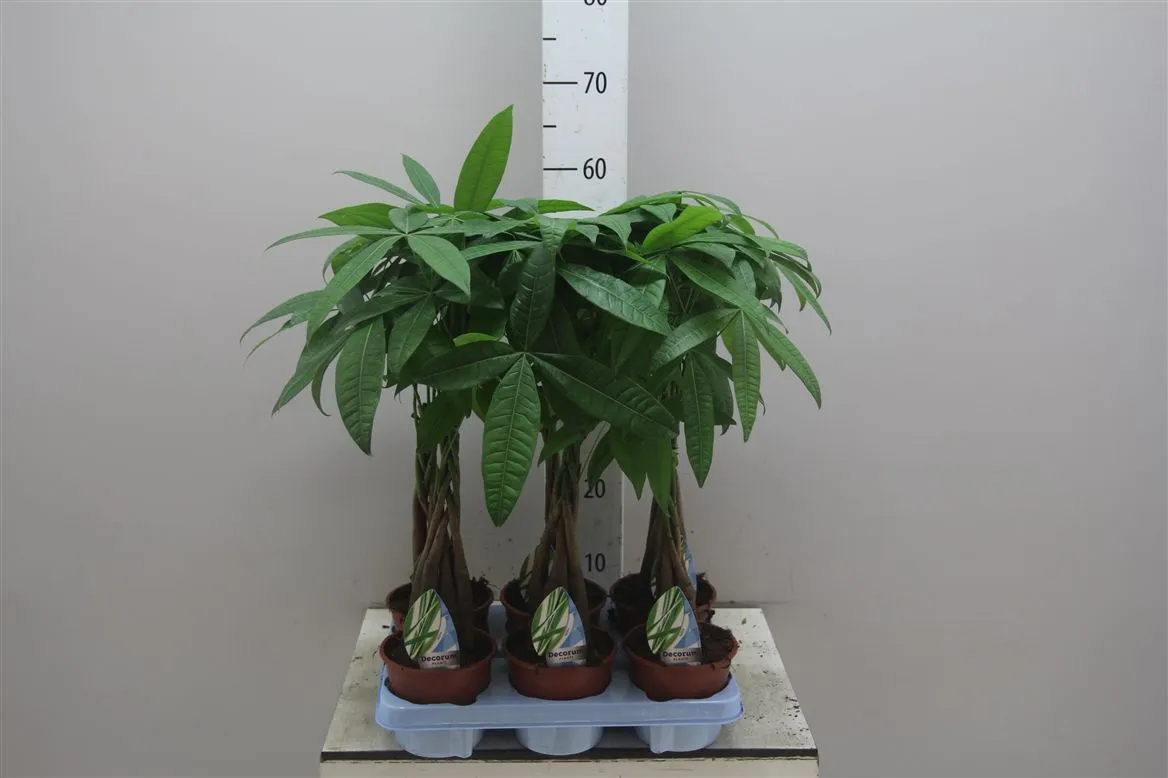 Pachira Aquatica • črepník 12 cm