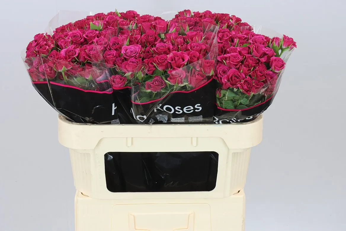 Rosa Tr Cheyenne • 70 cm