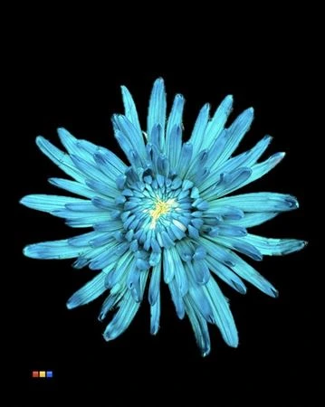 Chryzantéma veľkokvetá Topspin Tiffany • 70 cm
