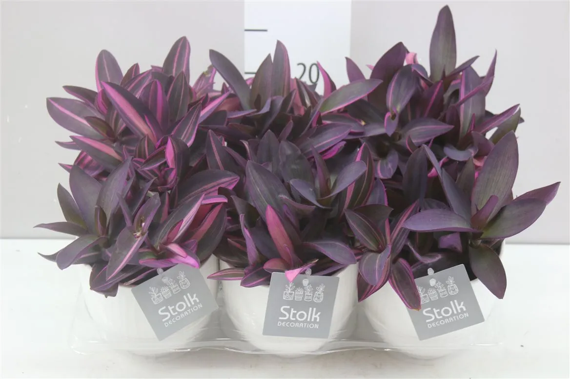 Tradescantia Pink Stripe Liv v keramike • črepník 13 cm
