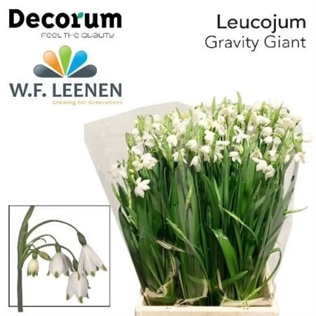 Leucojum Aestivum • 42 cm