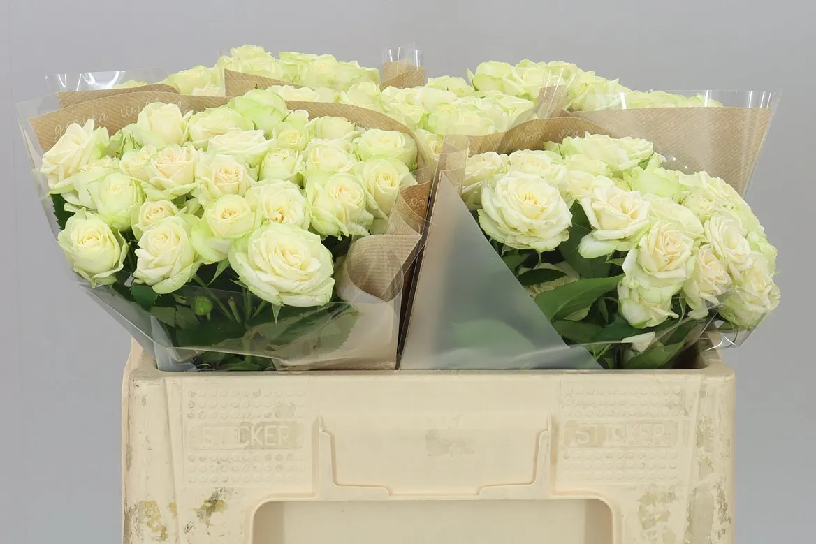 Rosa Tr Whitney • 50 cm