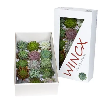 Echeveria Wincx Mix • 10 cm