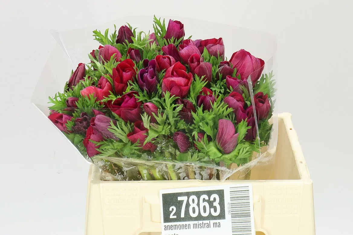 Anemonen Mistral Magenta • 40 cm