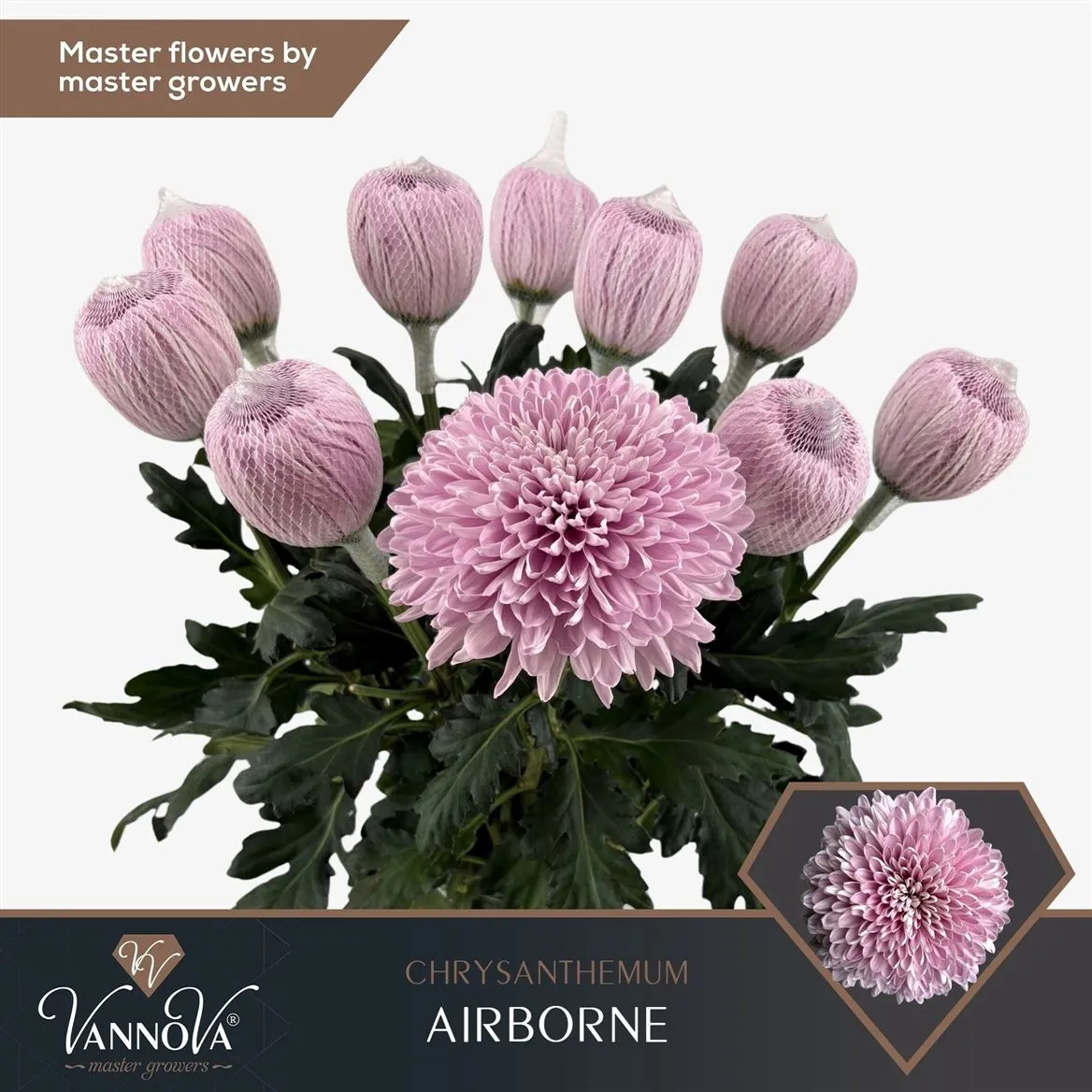 Chr G Airborne • 70 cm