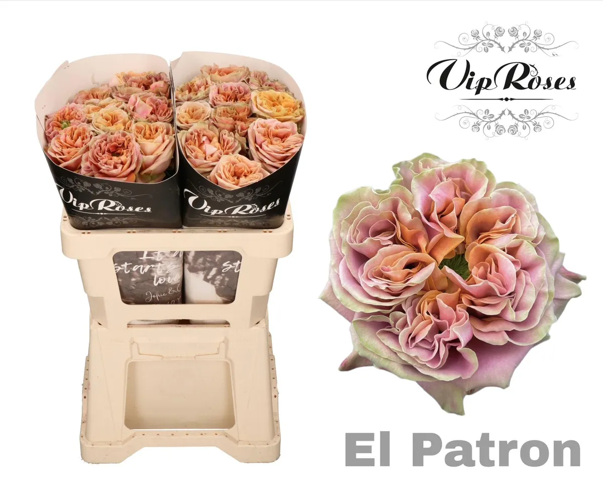R Gr El Patron X20 • 50 cm