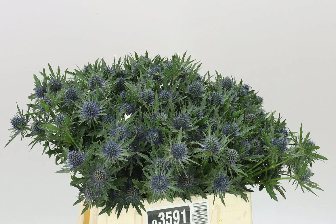 Eryngium Aqua • 40 cm