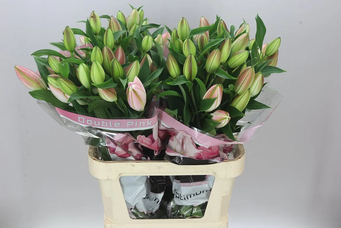 Ľalia orientálna Double Diamond • 90 cm