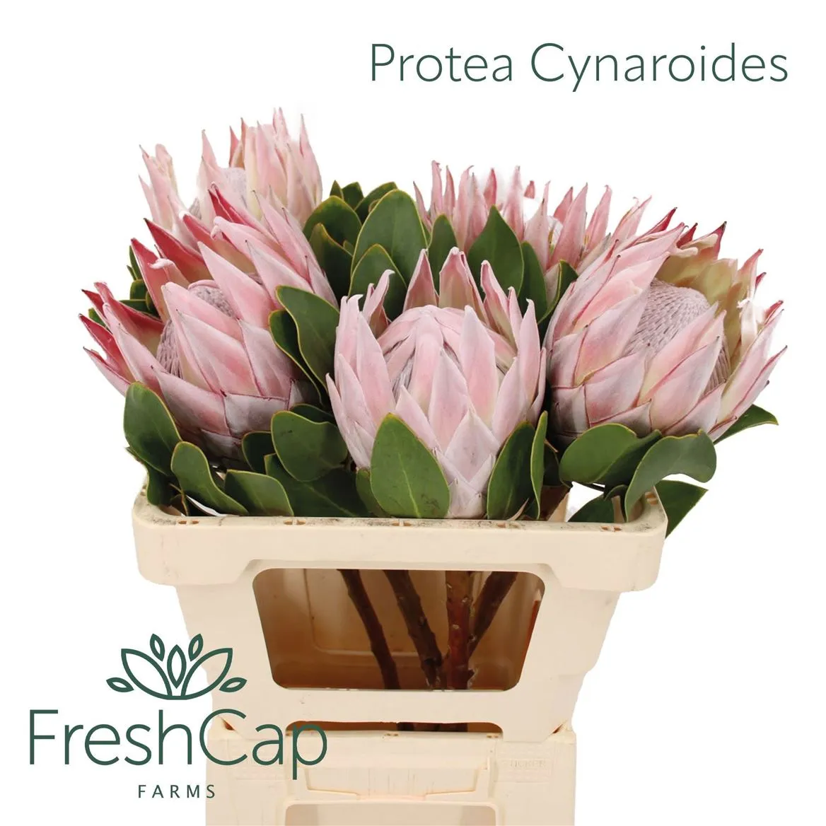 Protea Cynaroides Big • 60 cm