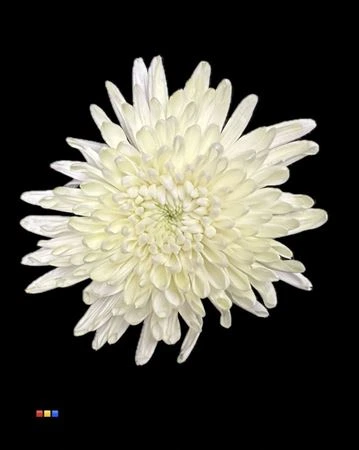 Chryzantéma veľkokvetá Topspin Dusty Creme • 70 cm