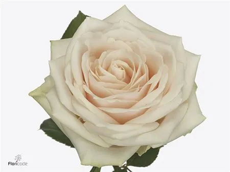 Rosa Gr Dorchester • 80 cm