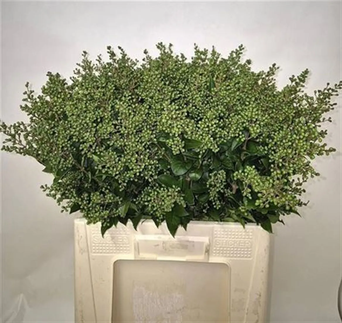Ligustrum Libelle Green • 80 cm