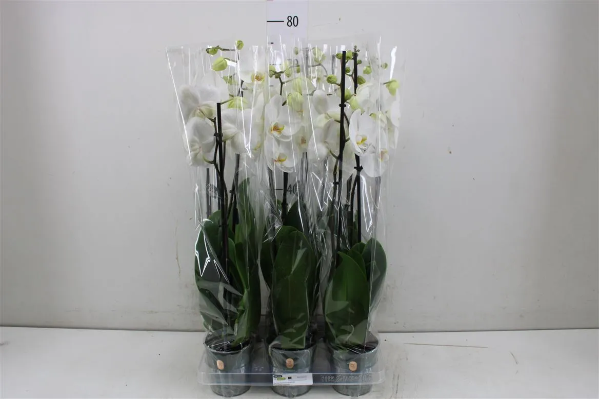Orchidea Phalaenopsis Cambridge, 2 výhony • črepník 12 cm