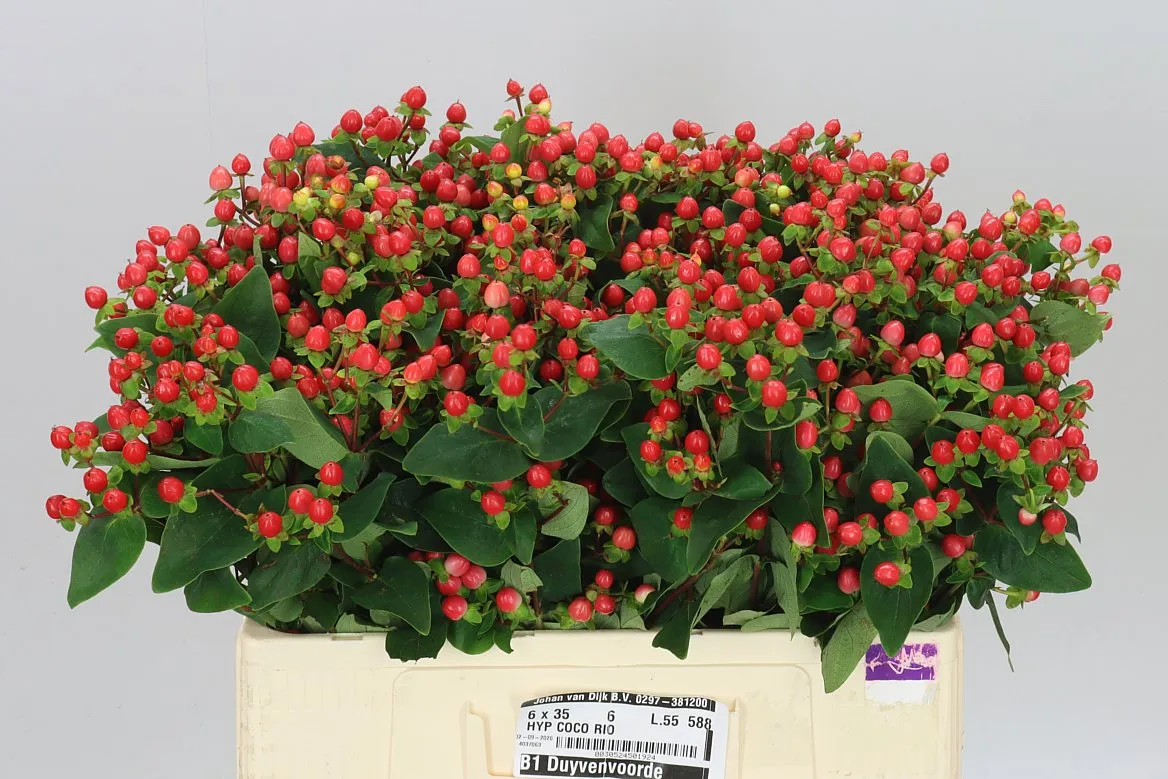 Hyperikum Spray Coco Rio • 55 cm