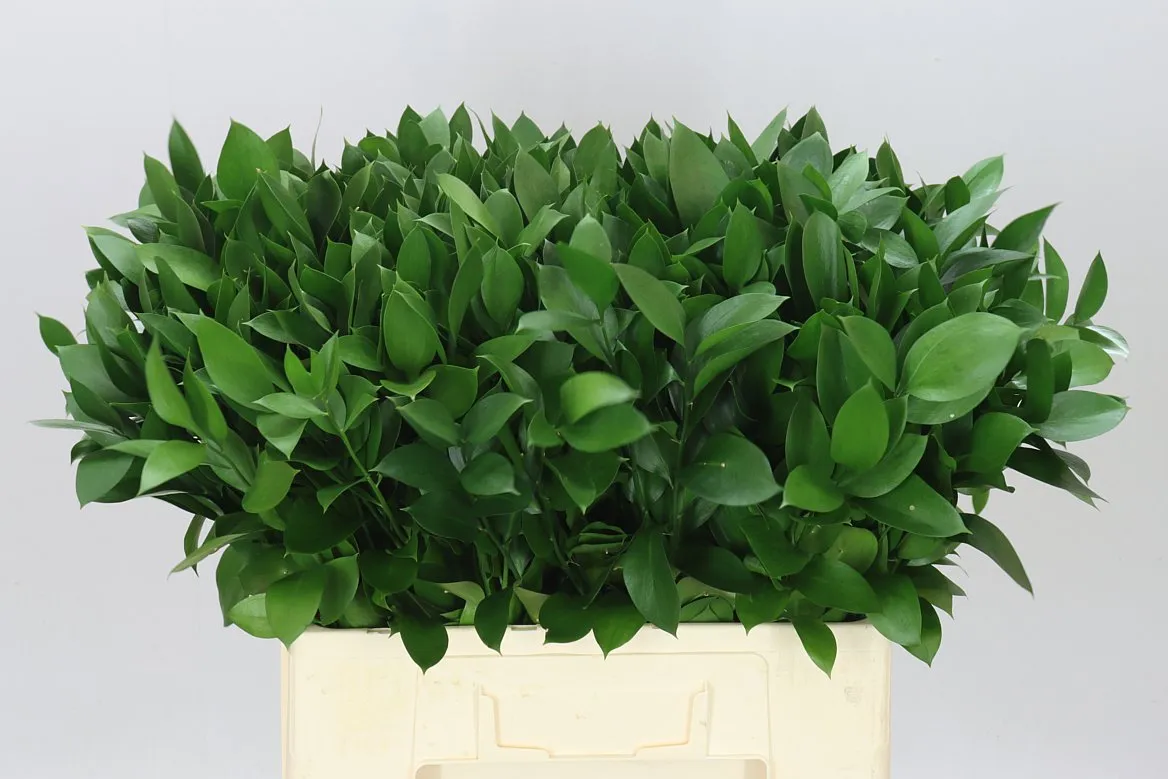 Ruscus Groot • 60 cm