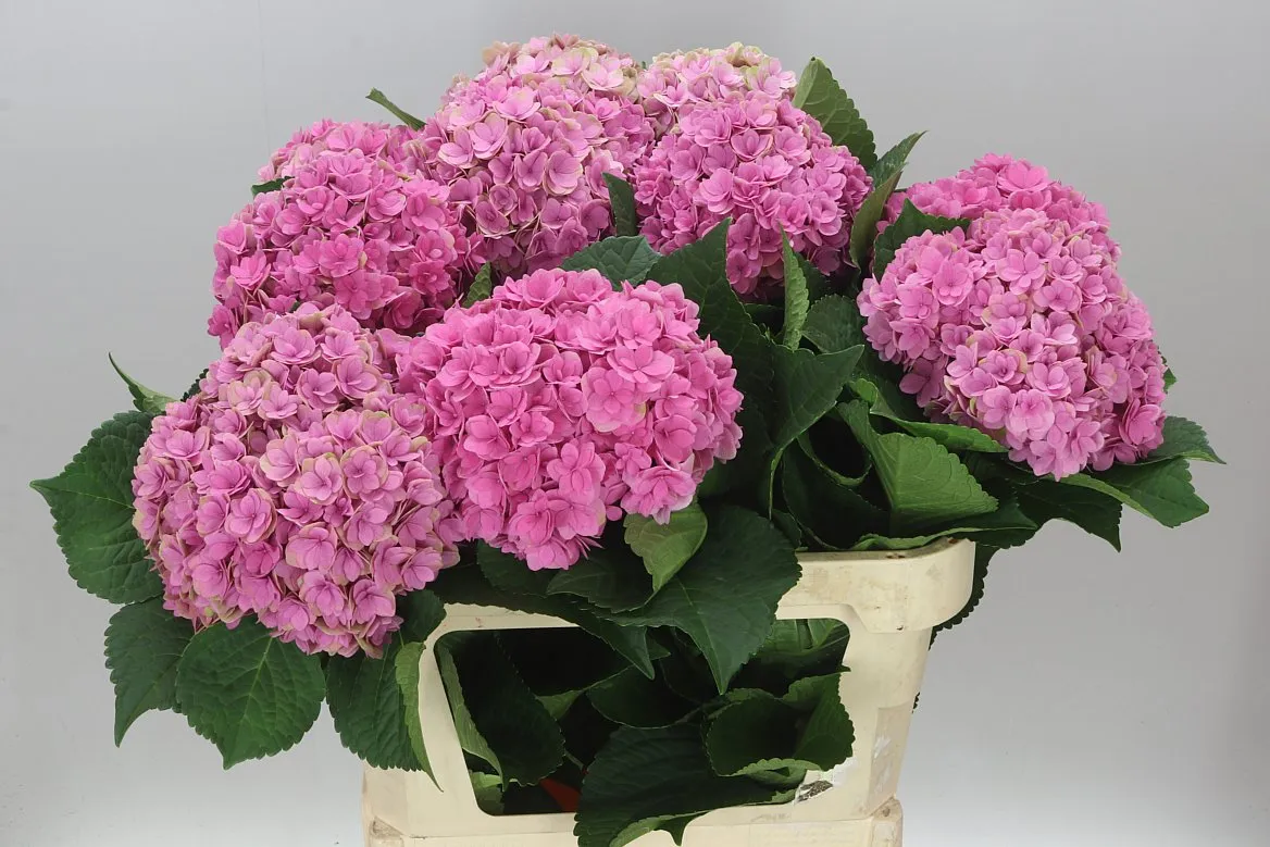 Hortenzia Kiss Classic • 80 cm