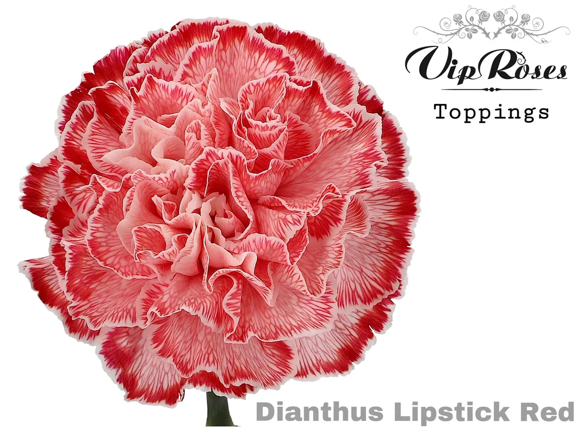 Di St Lipstick Red • 60 cm