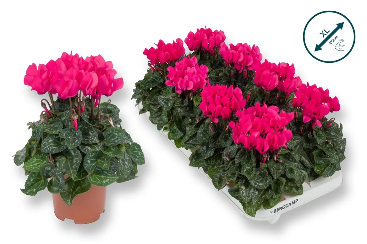 Cyclamen Kl Roze • črepník 10,5 cm