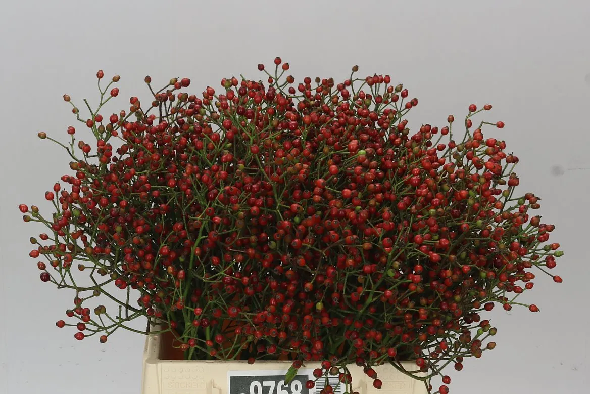 Rozenbottel Mag Red Cascade • 40 cm