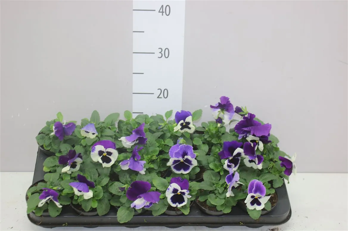 Viola Wi Delta F1 Violet White • črepník 9 cm