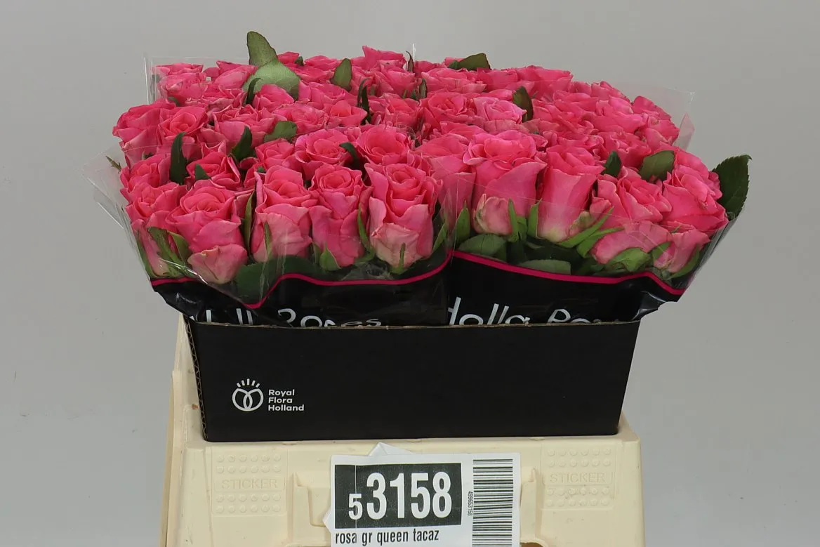 Ruža Queen Tacazzi+ • 40 cm