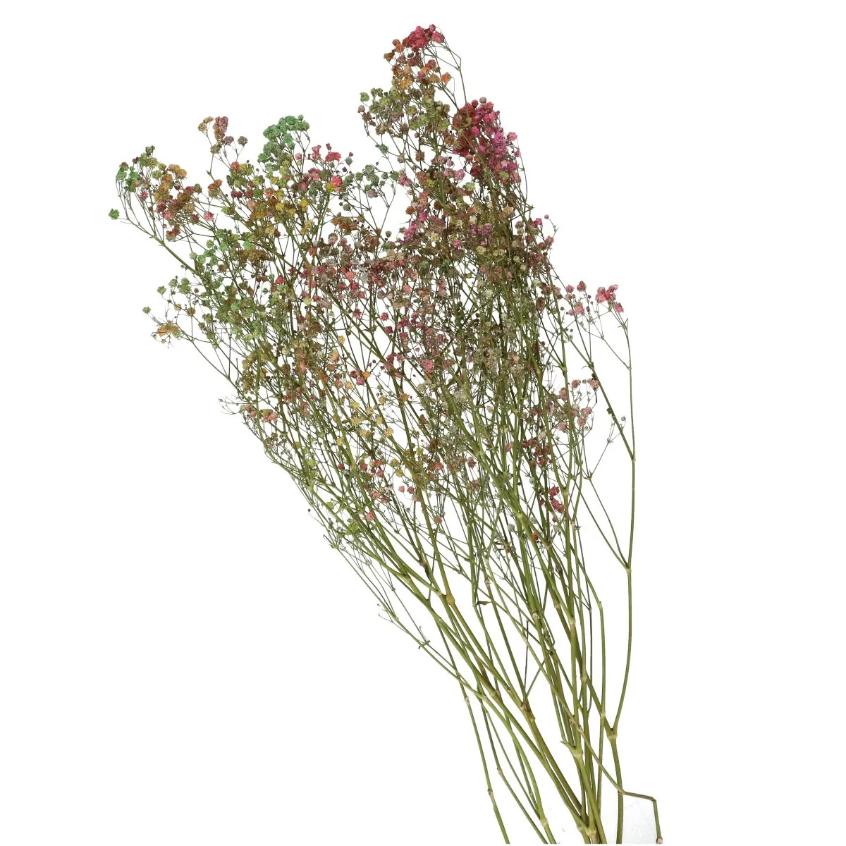 Sušená gypsomilka mix farieb 70 cm, 45 g