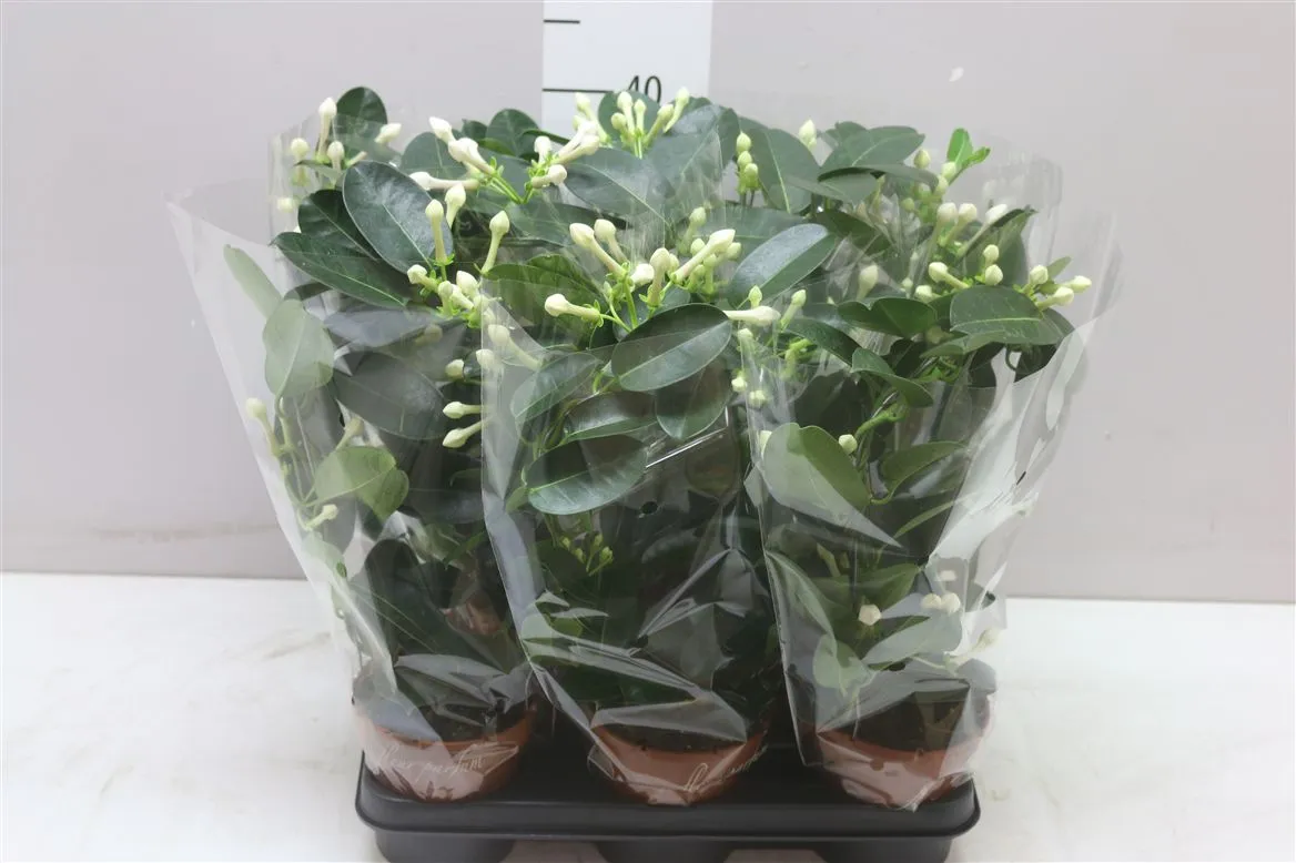 Stephanotis Fleur Parfum 3-5 • črepník 12 cm