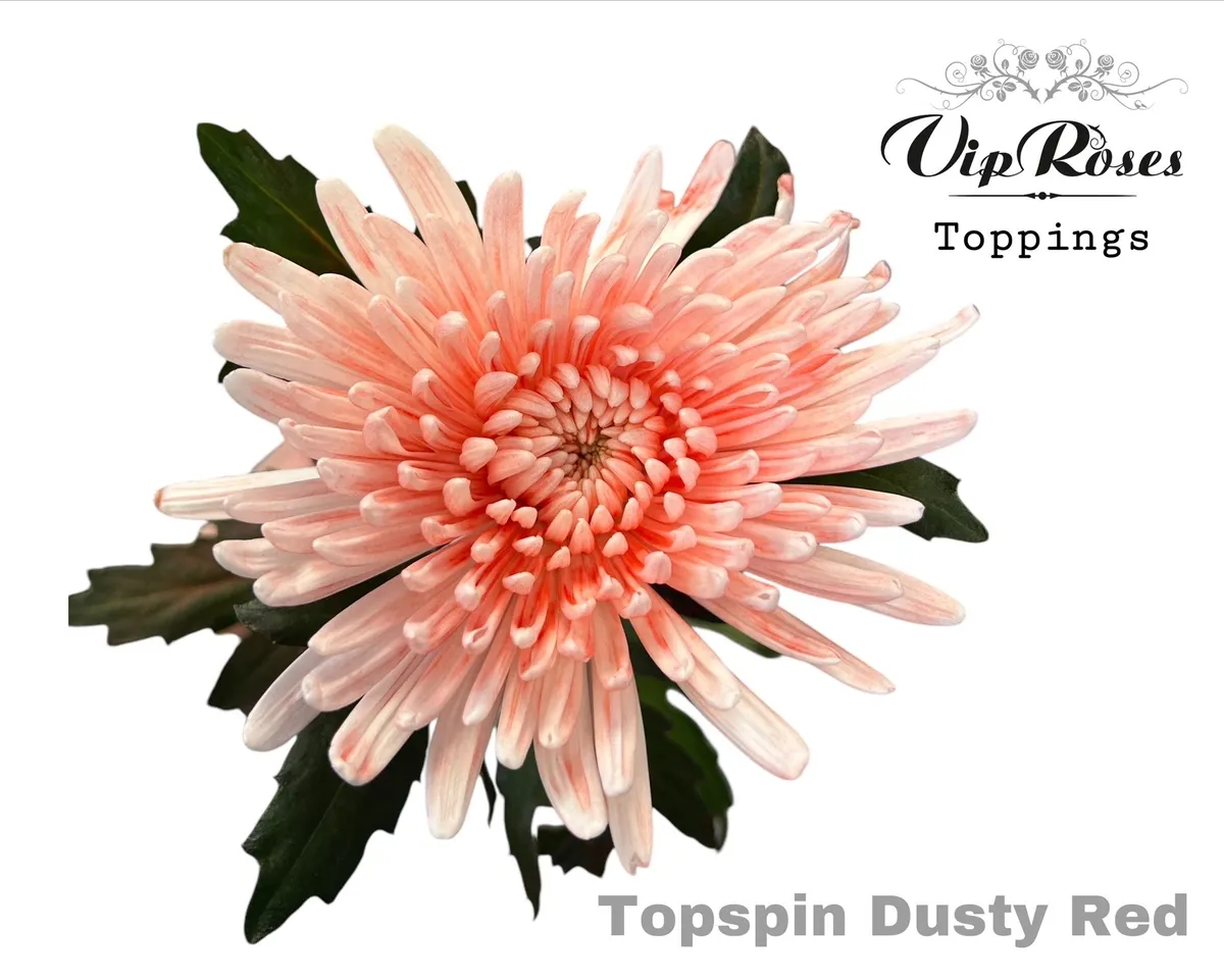 Chr G Topspin Dusty Red • 70 cm