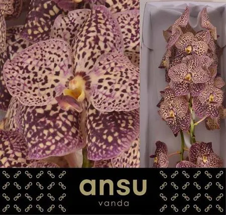 Vanda Su Oce Sangria • 25 cm