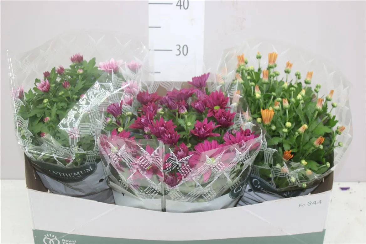 Chrysanth Gemengd Schaal • črepník 23 cm