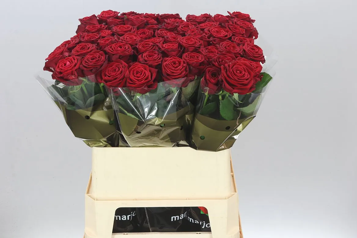 Ruža Red Naomi Marj • 80 cm