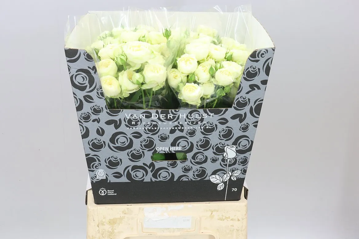Rosa Tr Ayala! • 70 cm