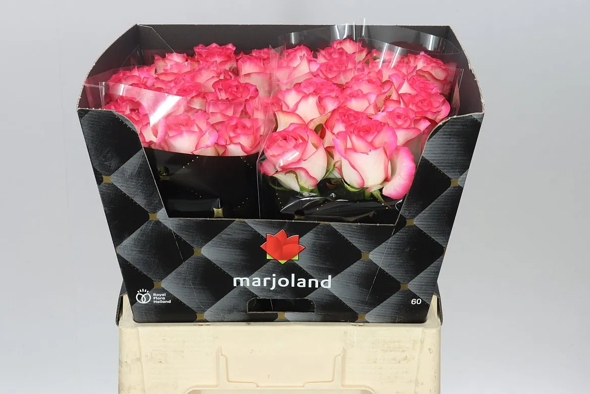 Rosa Gr Jumilia • 60 cm