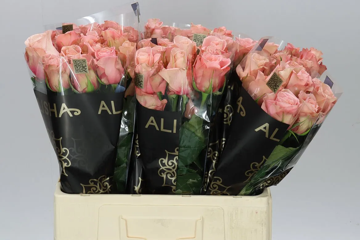 Rosa Gr Maureen • 60 cm