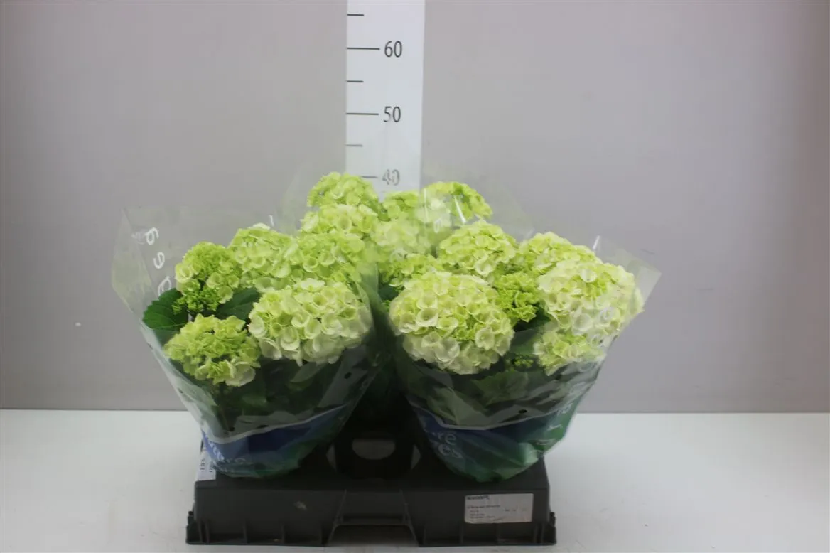 Hydrangea Wudu 7-8 • črepník 15 cm