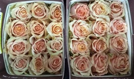 Rosa Gr Ec Caramel Macchiato • 60 cm
