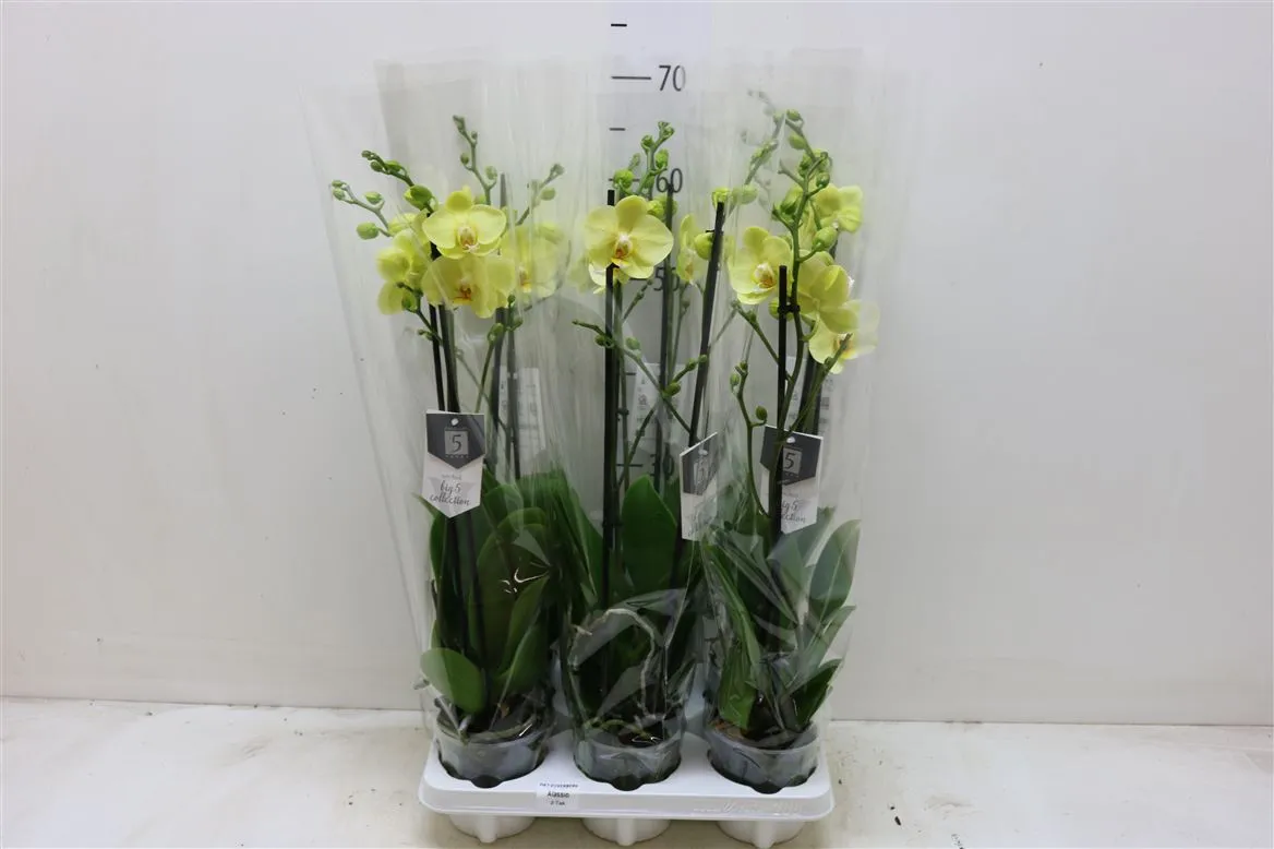 Orchidea Phalaenopsis žltá, 2 výhony • črepník 12 cm