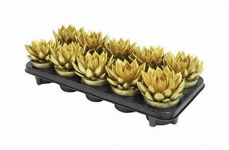 Echeveria Gold + Glitter • črepník 10,5 cm