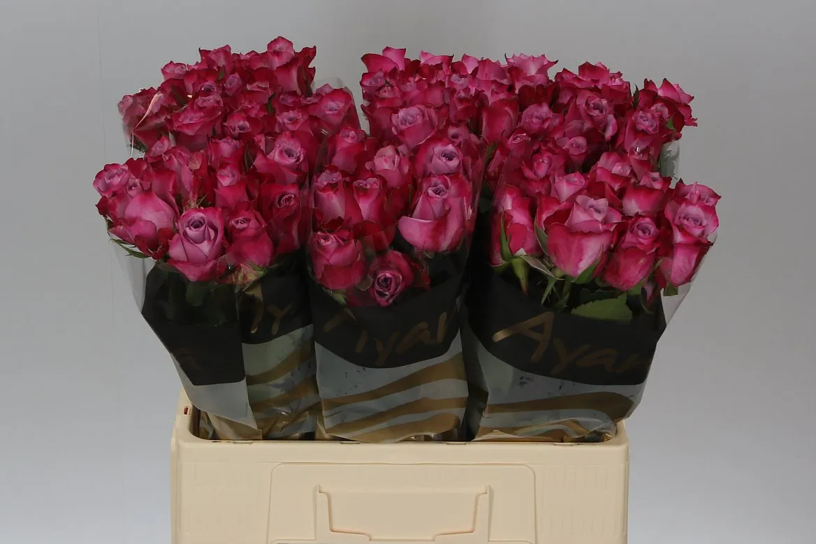 Ruža Deep Purple • 60 cm