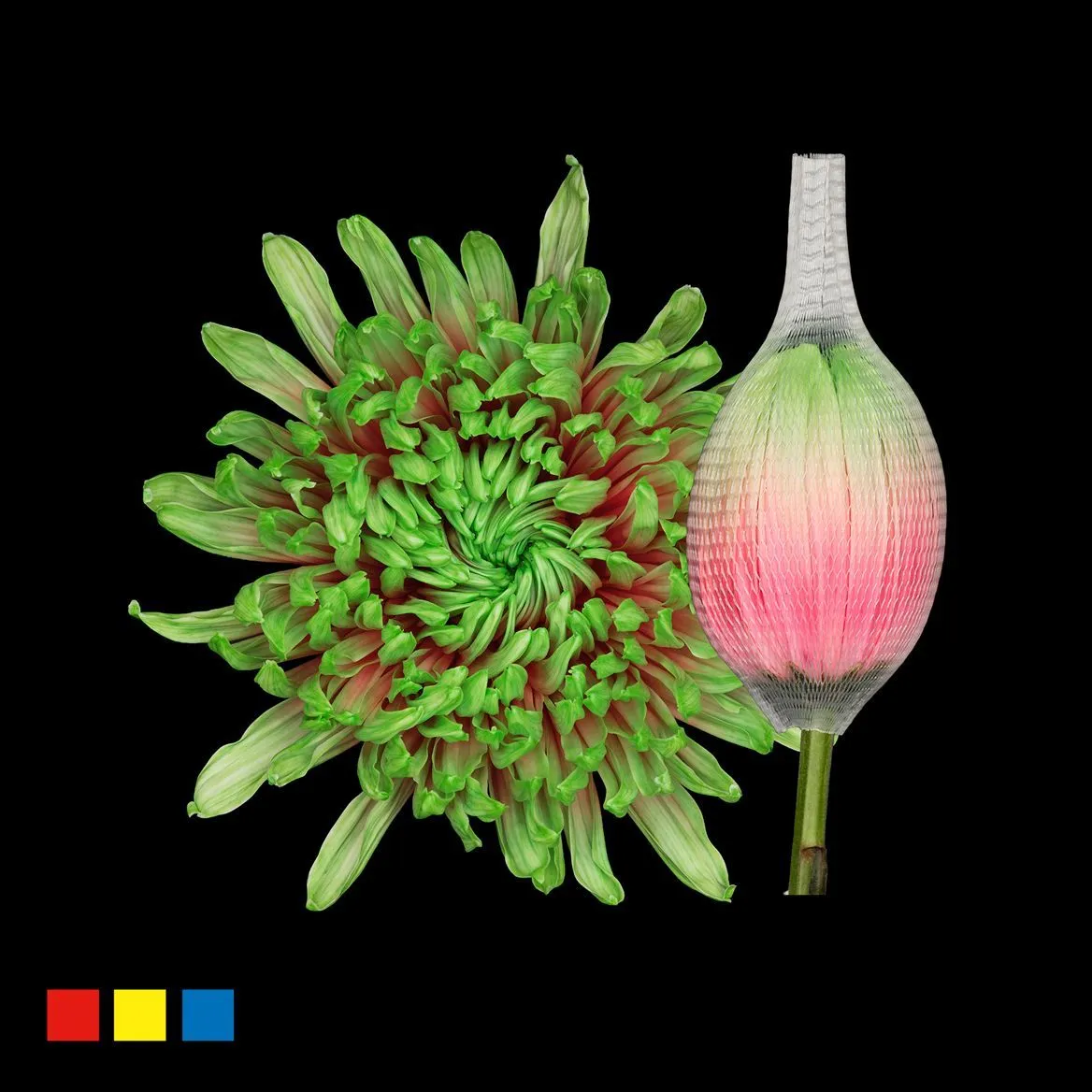 Chryzantéma veľkokvetá Stravina Bubblicious • 70 cm