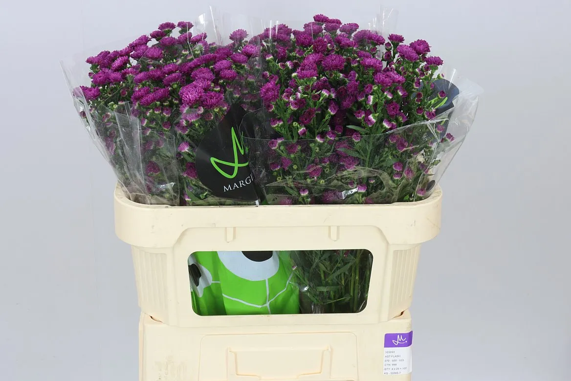 Aster Flash • 70 cm