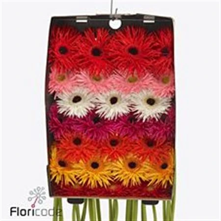 Gerbera Spider Springs mix • 45 cm