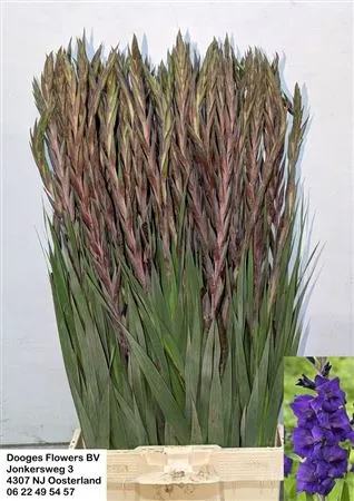 Glad Purple Flora 105cm • 105 cm