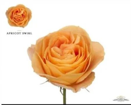 Rosa Gar Scented Apricot Swirl • 60 cm
